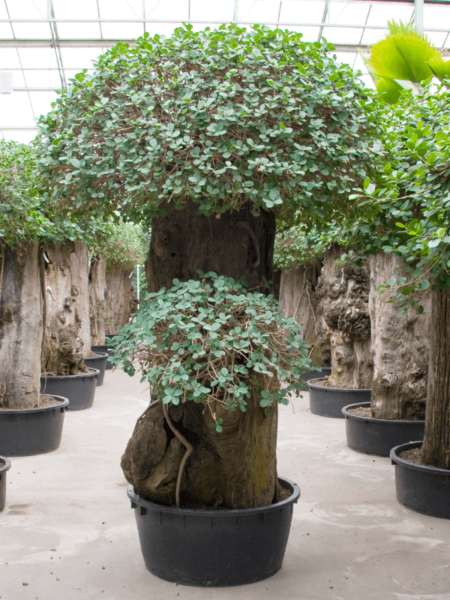Ficus 'Panda'