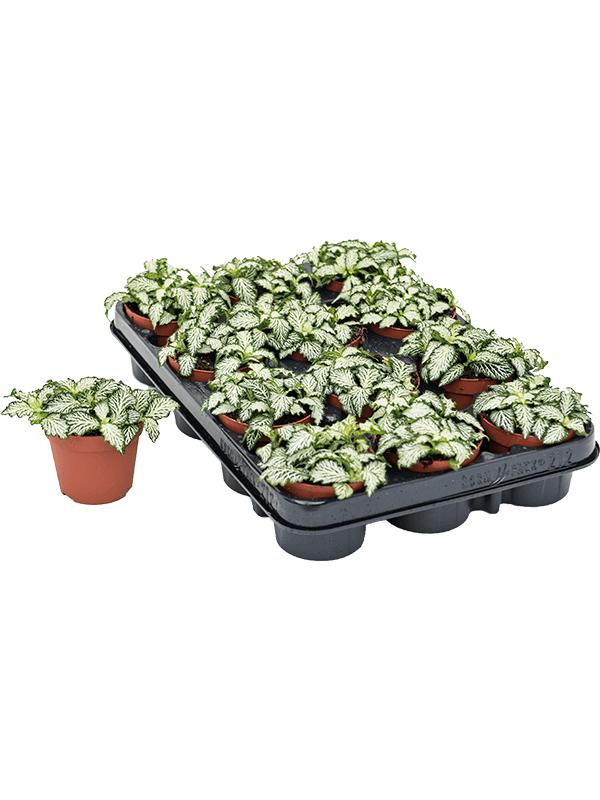 Fittonia 'Tigre blanco' 12 / bandeja