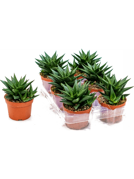 Haworthia Limifolia 6 / Bandeja