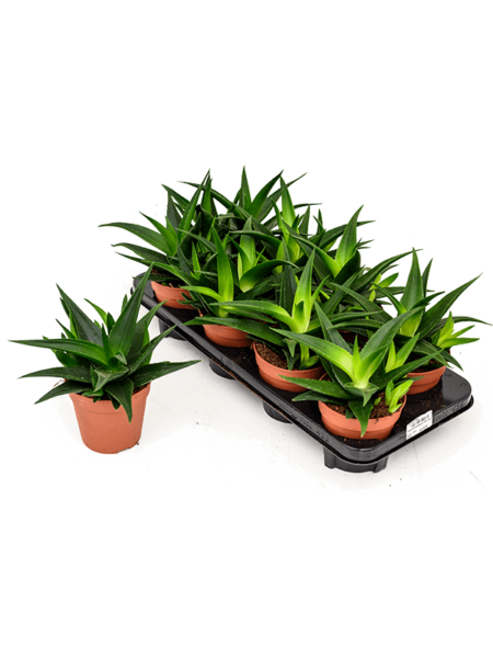 Hahaworthia Pentagonia 'West Cock' 8 / Bandeja