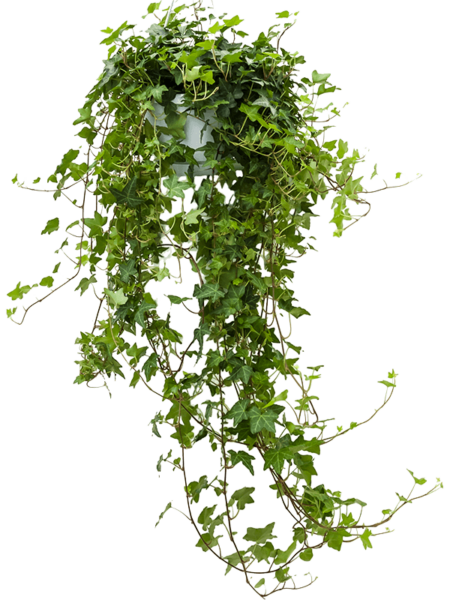 HEDERA HELIX 'PITTSBURGH'