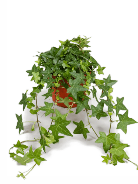 Hedera Helix 'Pittsburgh' 6 / bandeja