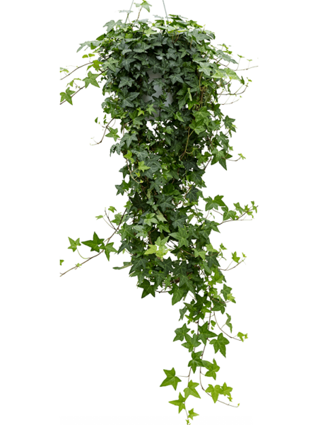 HEDERA HELIX 'PITTSBURGH'