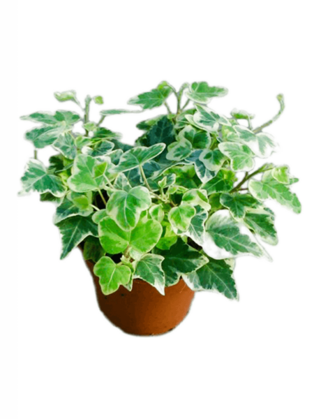 Hedera Helix 'White Wonder' 12 / Bandeja