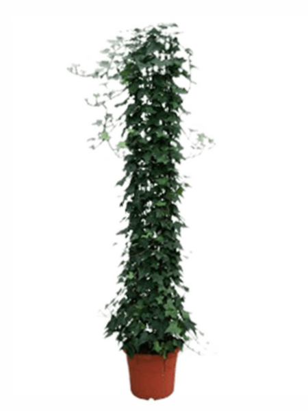 HEDERA ALGERIENSIS 'MONTGOMERY'