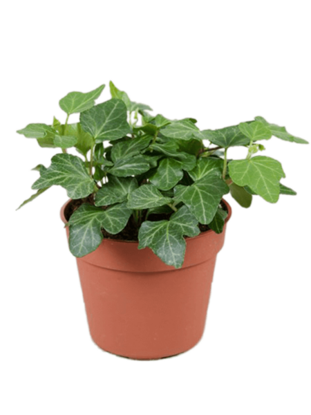 HEDERA HELIX 'Wonder' 21 / Bandeja