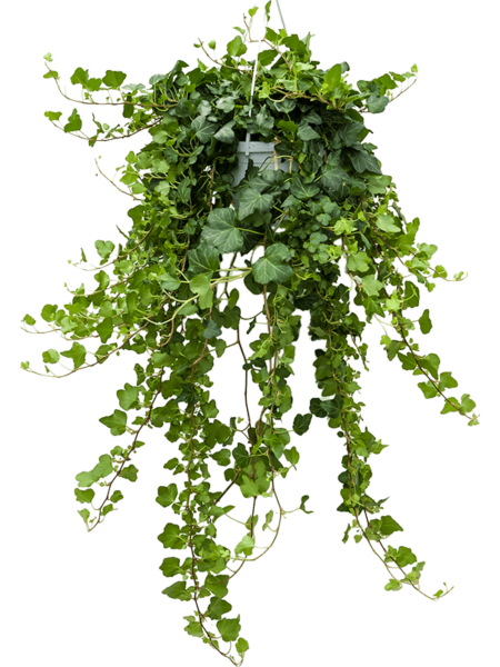 HEDERA HELIX 'Wonder'