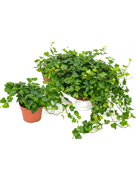 HEDERA HELIX 'Wonder' 6 / bandeja