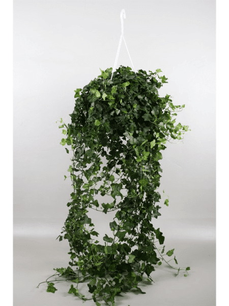 HEDERA HELIX 'Wonder'