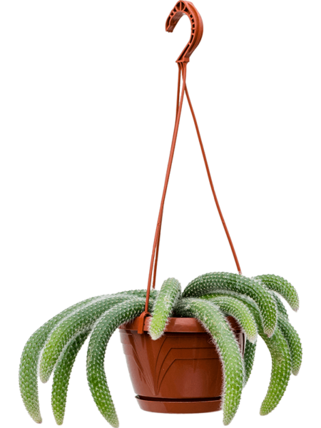 Hildewinteracolademononis