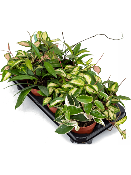 Hoya carnosa mix 8/tray