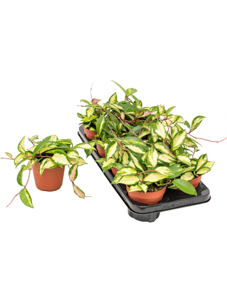 Hoya carnosa 'Tricolor' 8/tray