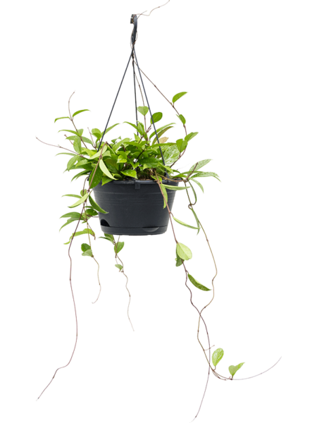 Hoya memoria ‘Gracilis’