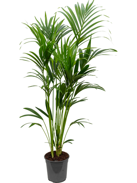 Kentia (Howea) Forsteriana