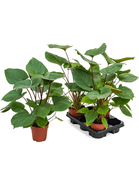 Homalomena 'Maggi' 3 / bandeja