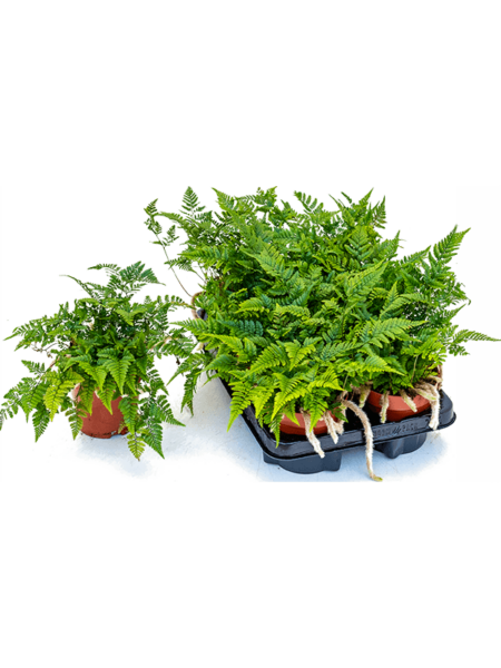 Humata Termannii 6 / Bandeja