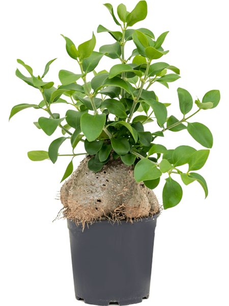 Hidnophytum papuanum