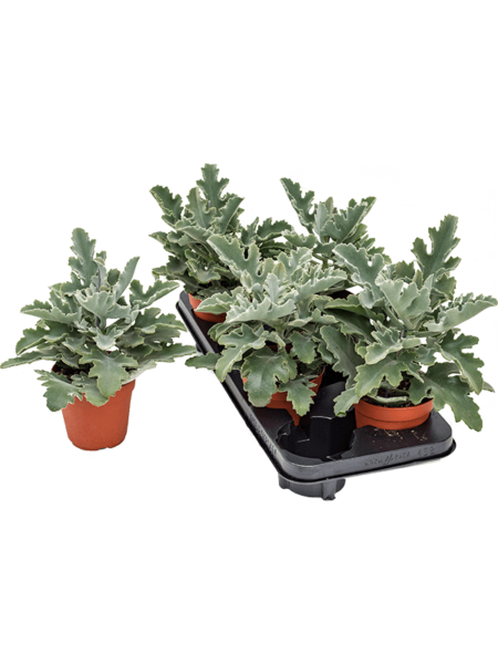Kalanchoe Behansis 4 / Bandeja