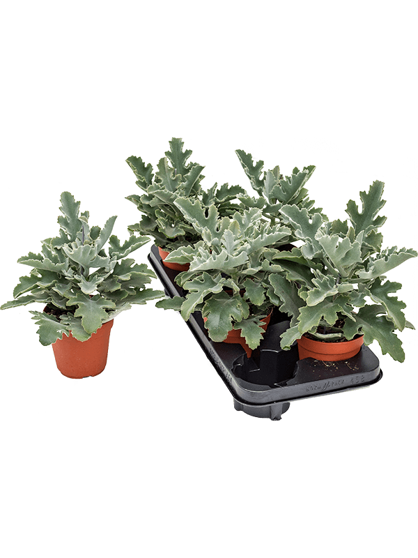Kalanchoe Behansis 4 / Bandeja