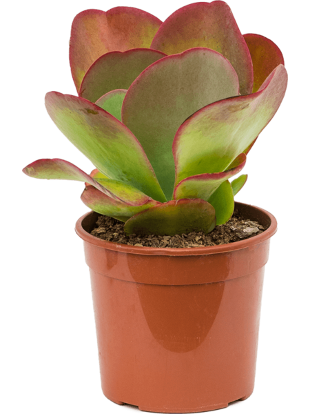 Kalanchoë Thyrsiflora