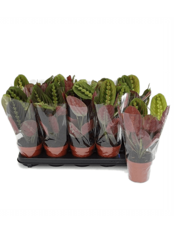 Maranta Leuconeura 'fascinator' 10 / bandeja