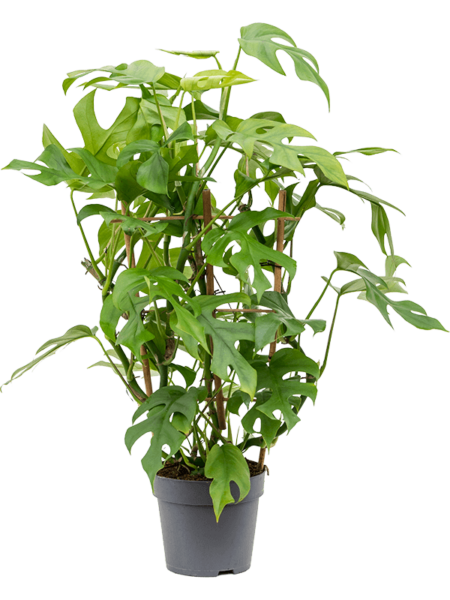 MONTERA MINIMA