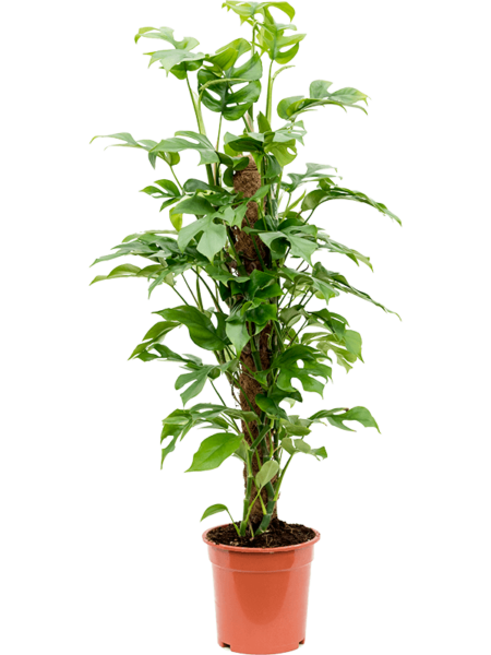 MONTERA MINIMA