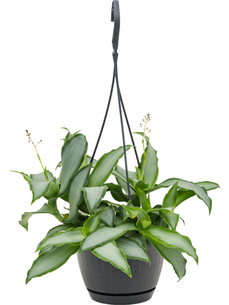 Brillante estrella 'brillante