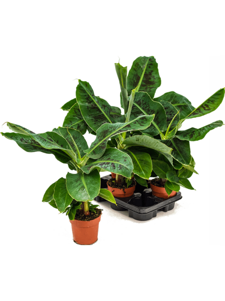 Musa 'Dwarf Cavendish' 3 / Bandeja