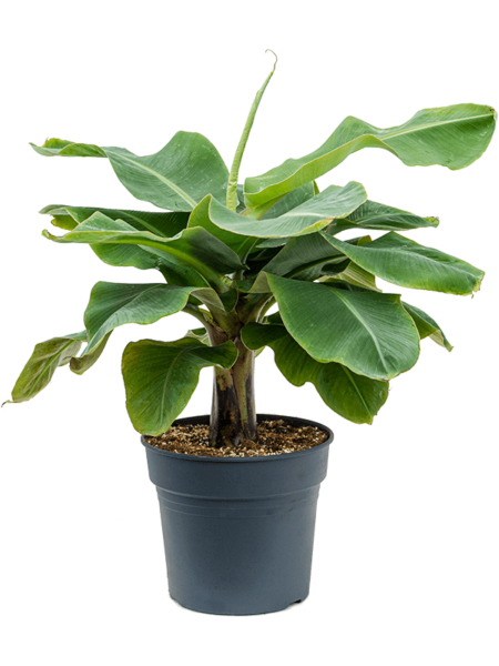 Musa 'Dwarf Cavendish'