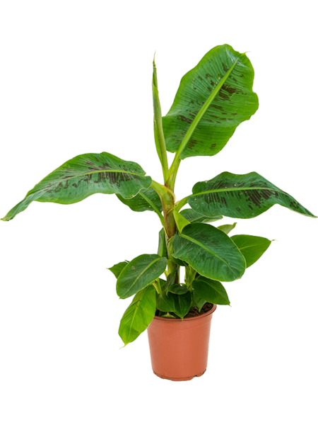 Musa 'Dwarf Cavendish'