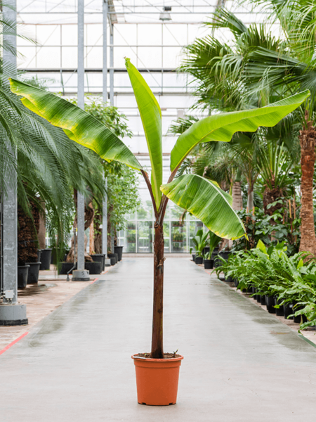 Musa Acuminata 'Red Dacca'
