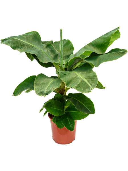 Musa tropicana