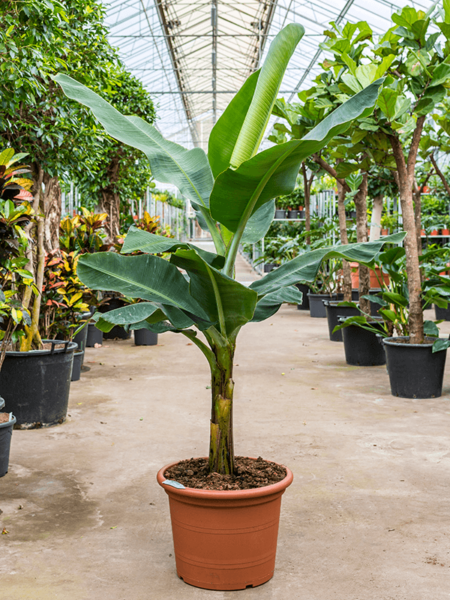 Musa tropicana