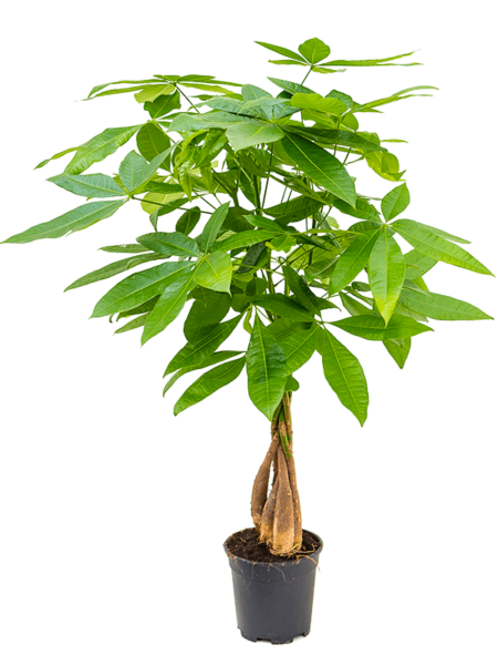 Pachira Aquatica