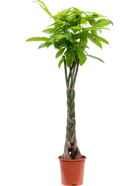 Pachira Aquatica