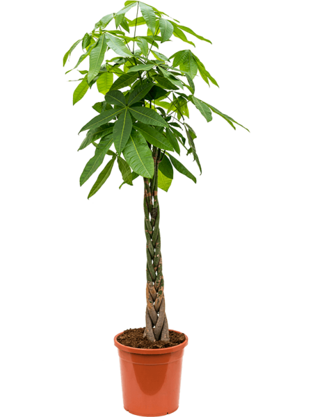 Pachira Aquatica