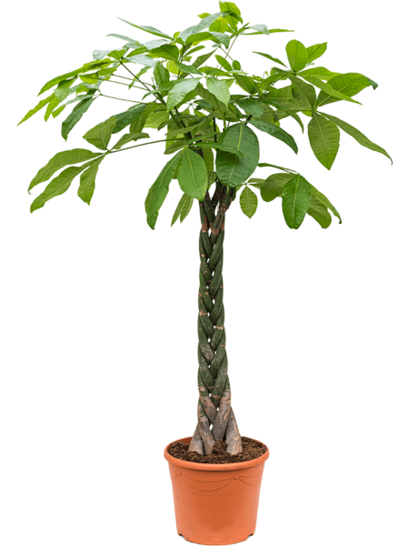 Pachira Aquatica