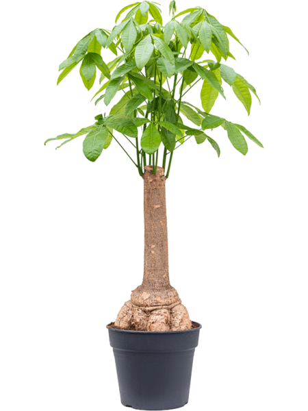 Pachira Aquatica