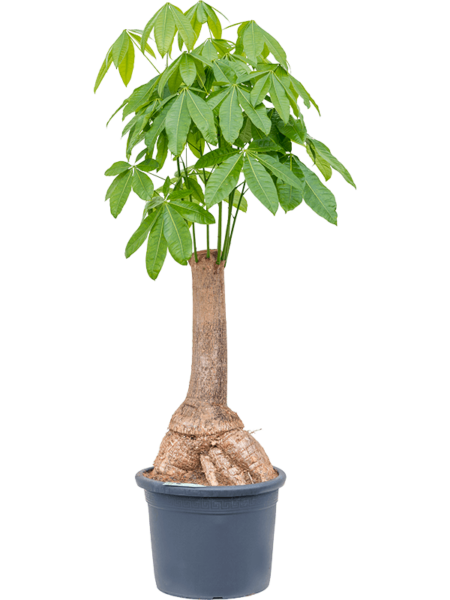 Pachira Aquatica