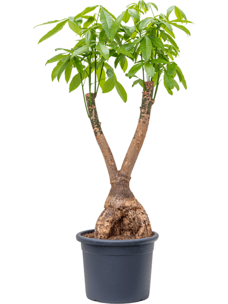 Pachira Aquatica
