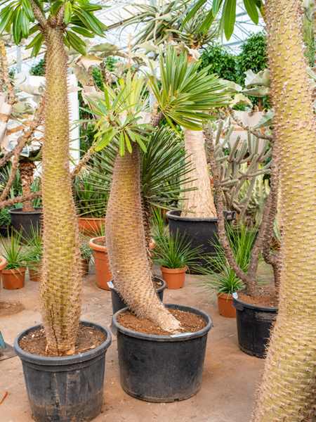 PachyPodium Lamerei