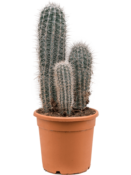 Pachycereus pringlei