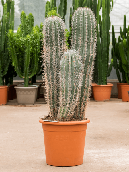 Pachycereus pringlei
