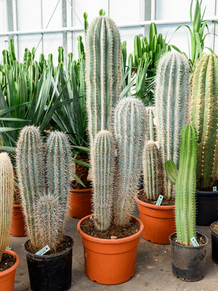 Pachycereus pringlei