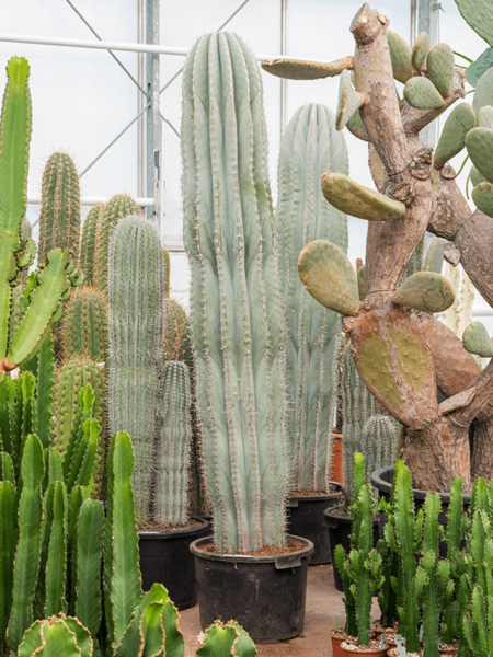 Pachycereus pringlei