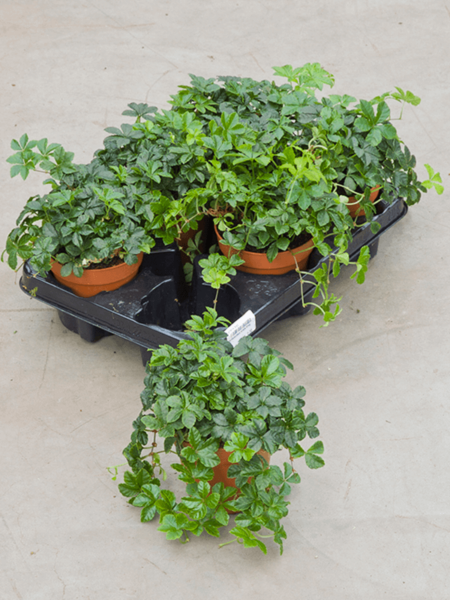 Parthenocissus striata 8 / bandeja