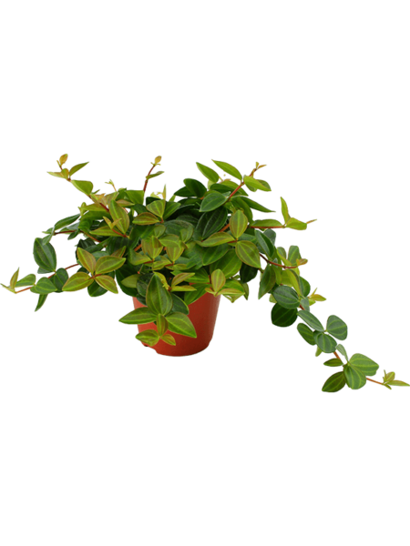 PEPEROMIA angulada 'rocca oscuro' 6 / bandeja