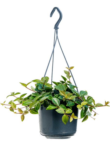 PEPEROMIA angulada 'rocca oscuro'