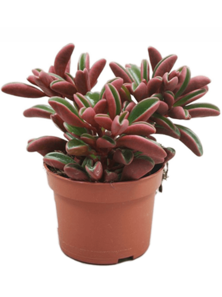 Peperomia graveolens 6 / bandeja
